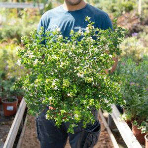 Abelia x grandiflora