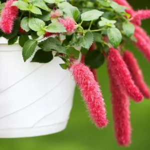 Acalypha pendula